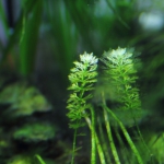 植栽から16日目　ドワーフアンブリア